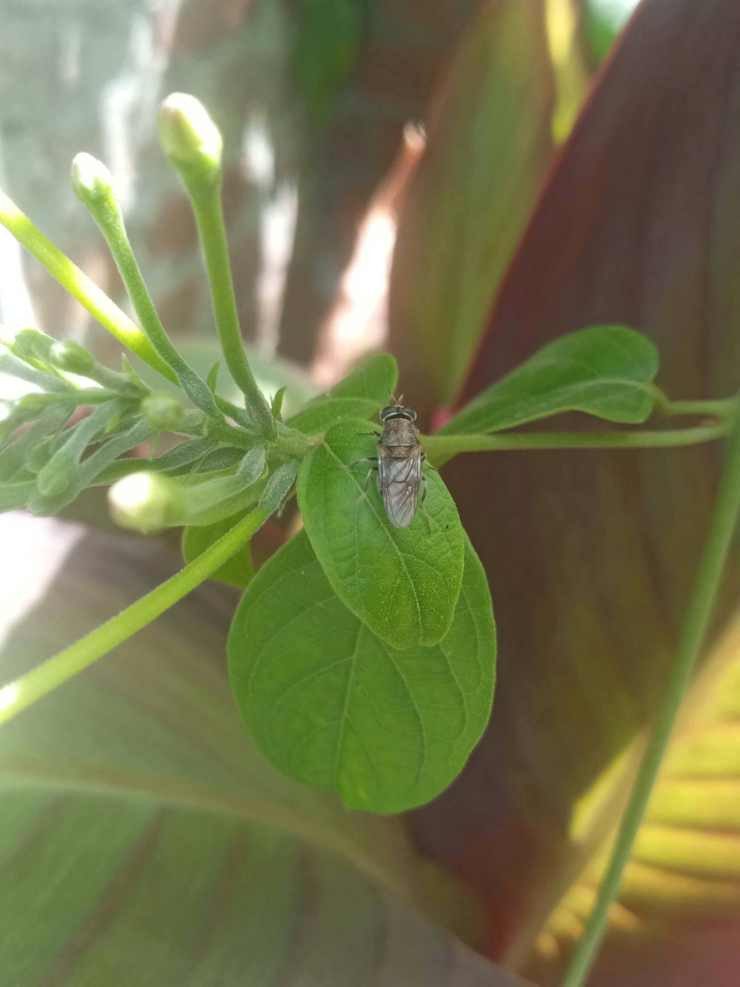 BTi para el manejo de larvas de insectos